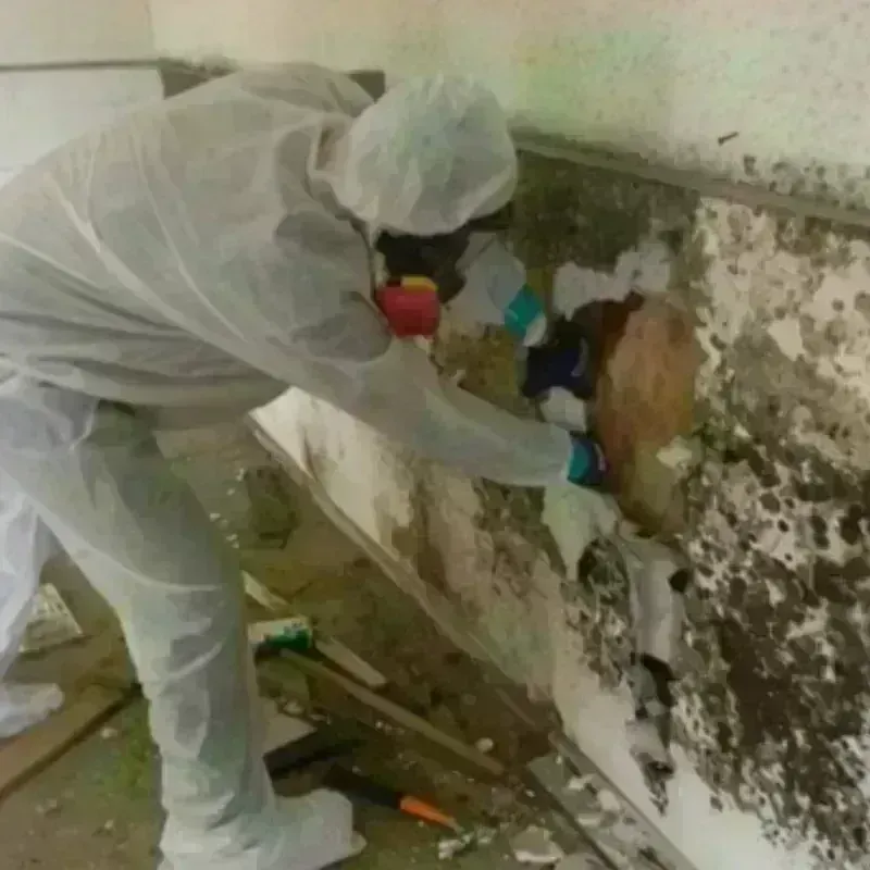 Mold Remediation and Removal in Davison County, SD